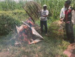 POLSEK PRAMBON PASTIKAN TIDAK ADA JUDI SABUNG AYAM DI JATIKALANG