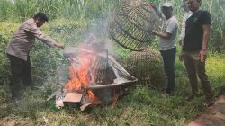 Polsek Prambon dan Tokoh Masyarakat, Bantah Kalangan Sabung Ayam di Jatikalang Kebal Hukum