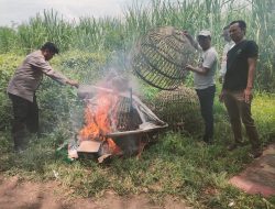 Polsek Prambon dan Tokoh Masyarakat, Bantah Kalangan Sabung Ayam di Jatikalang Kebal Hukum